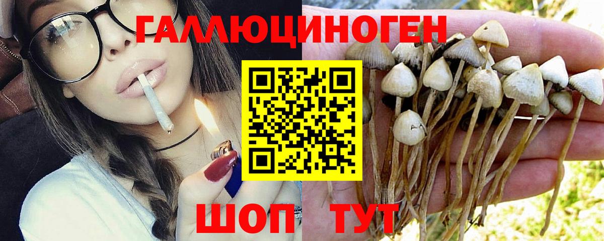 Псилоцибиновые грибы Psilocybe Орехово-Зуево